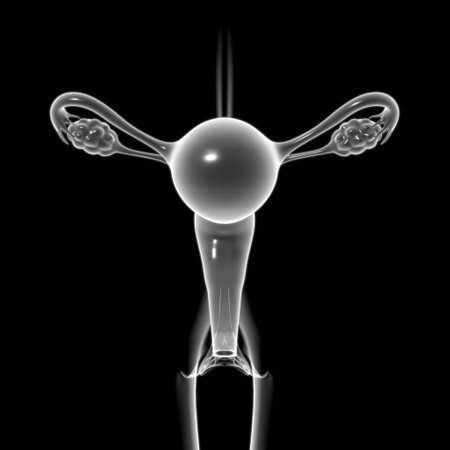 Female Reproductive System Anatomy For Medical Concept 3D Illustrationの写真素材