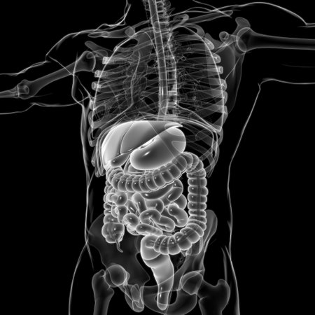 Human Digestive System Anatomy For Medical Concept 3D Illustrationの写真素材
