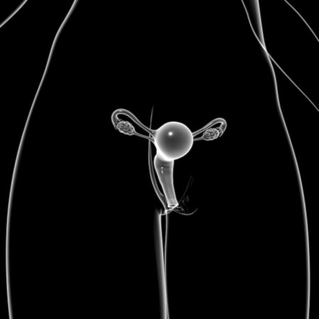 Female Reproductive System Anatomy For Medical Concept 3D Illustrationの写真素材