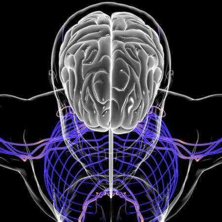 Human Brain Anatomy For Medical Concept 3D Illustration