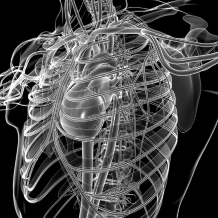 Human Heart With Circulatory System Anatomy For Medical Concept 3D Illustrationの写真素材