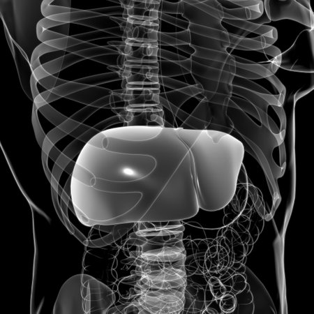 Liver 3D Illustration Human Digestive System Anatomy For Medical Conceptの写真素材