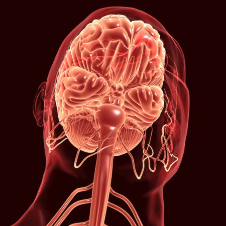 Human Brain Anatomy For Medical Concept 3D Illustration
