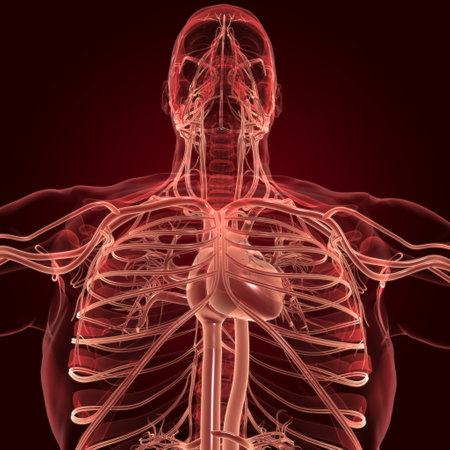 Human Heart With Circulatory System Anatomy For Medical Concept 3D Illustrationの写真素材