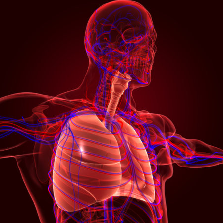 Lungs Human Respiratory System Anatomy For Medical Concept 3D Illustrationの写真素材