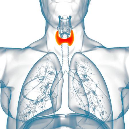 Thyroid Gland Anatomy For Medical Concept 3D Illustration