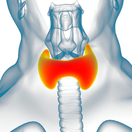 Thyroid Gland Anatomy For Medical Concept 3D Illustration