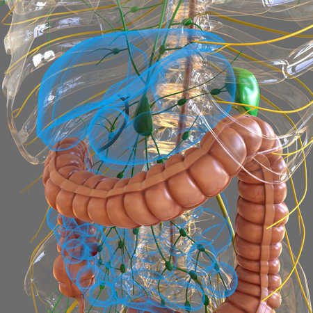 Large Intestine 3D Illustration Human Digestive System Anatomy For Medical Conceptの写真素材