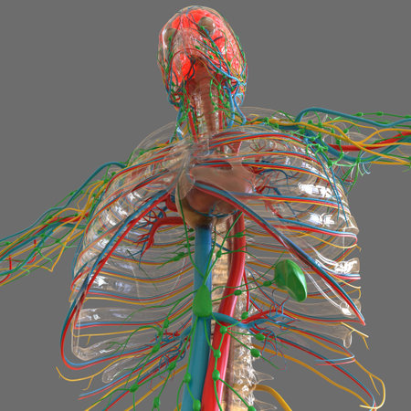 Human Heart With Circulatory System Anatomy For Medical Concept 3D Illustration