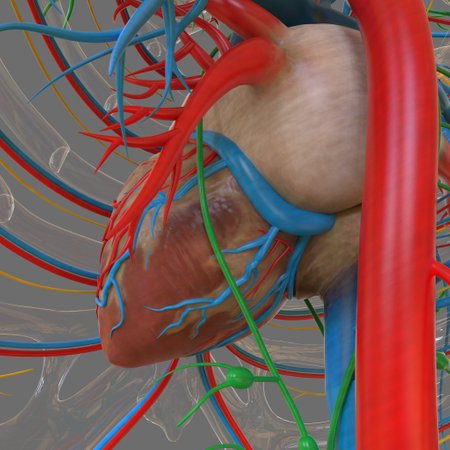 Human Heart With Circulatory System Anatomy For Medical Concept 3D Illustrationの写真素材