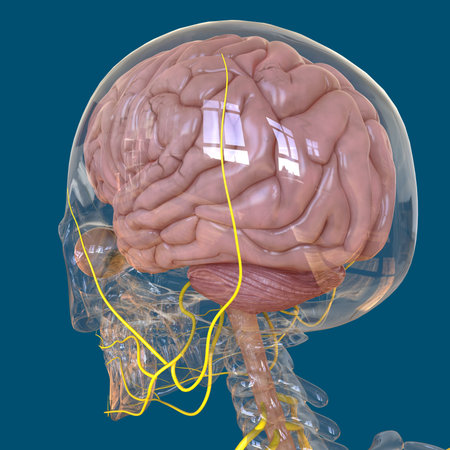 Human Brain Anatomy For Medical Concept 3D Illustration