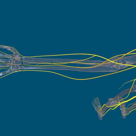 Human Nervous System Anatomy For Medical Concept 3D Illustrationの写真素材