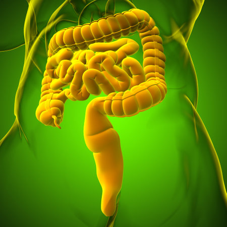 Small and Large Intestine 3D Illustration Human Digestive System Anatomy For Medical Conceptの写真素材