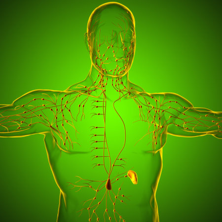 Human Lymph Nodes Anatomy For Medical Concept 3D Illustrationの写真素材