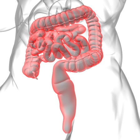 Small and Large Intestine 3D Illustration Human Digestive System Anatomy For Medical Concept