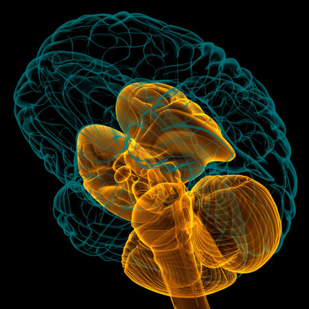 Human Brain inner parts Anatomy For Medical Concept 3D Illustration