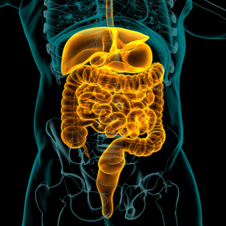 Human Digestive System Anatomy For Medical Concept 3D Illustration