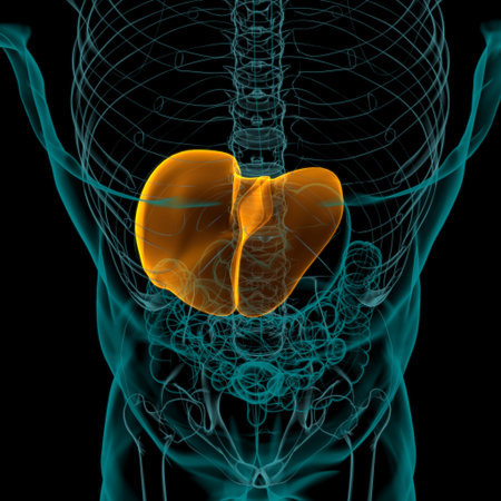Liver 3D Illustration Human Digestive System Anatomy For Medical Concept