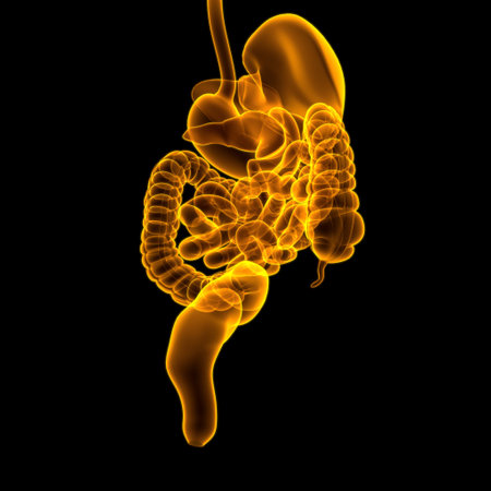 Human Digestive System Anatomy For Medical Concept 3D Illustration