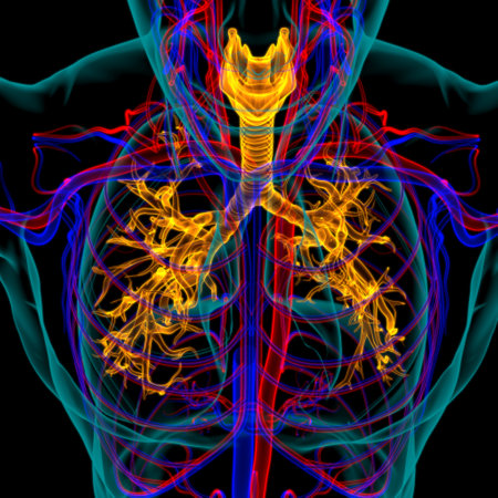 Lungs Human Respiratory System Anatomy For Medical Concept 3D Illustrationの写真素材
