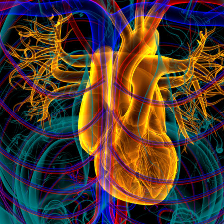 Human Heart Anatomy For Medical Concept 3D Illustration