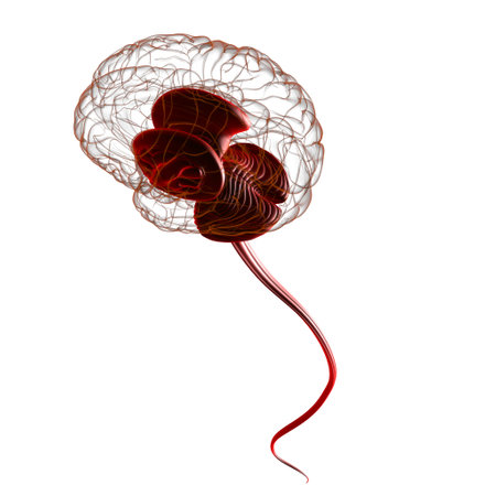Human Brain inner parts Anatomy For Medical Concept 3D Illustrationの写真素材