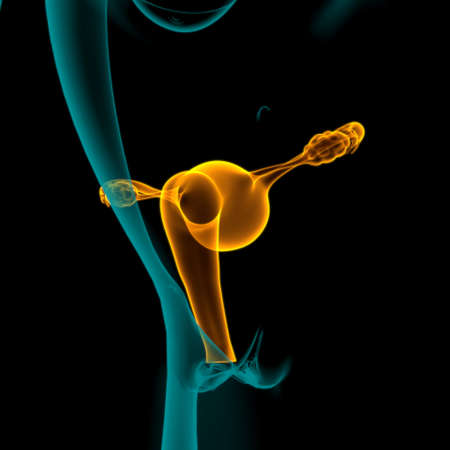 Female Reproductive System Anatomy For Medical Concept 3D Illustrationの写真素材