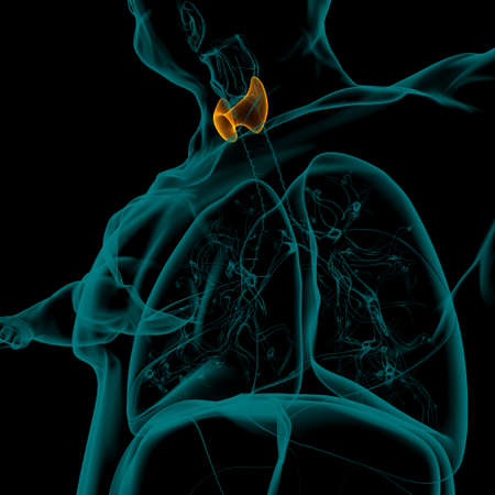 Thyroid Gland Anatomy For Medical Concept 3D Illustrationの写真素材