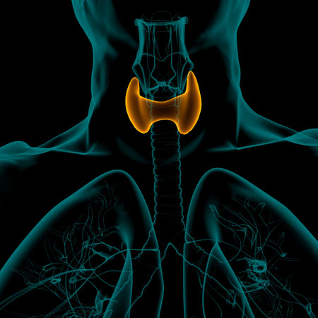 Thyroid Gland Anatomy For Medical Concept 3D Illustration