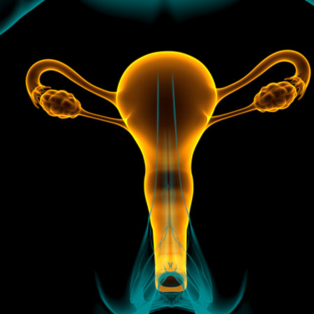 Female Reproductive System Anatomy For Medical Concept 3D Illustration