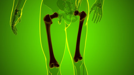 Human skeleton anatomy Femur Bone 3D Rendering For Medical Concept