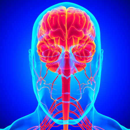 Human Brain Anatomy For Medical Concept 3D Illustration