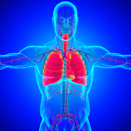Lungs Human Respiratory System Anatomy For Medical Concept 3D Illustration