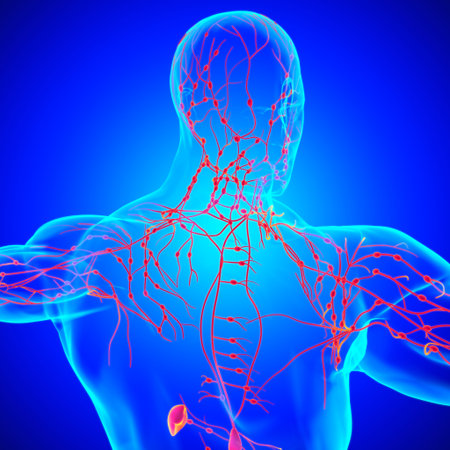 Human Lymph Nodes Anatomy For Medical Concept 3D Illustration