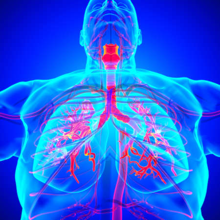 Lungs Human Respiratory System Anatomy For Medical Concept 3D Illustrationの写真素材