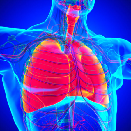 Lungs Human Respiratory System Anatomy For Medical Concept 3D Illustrationの写真素材
