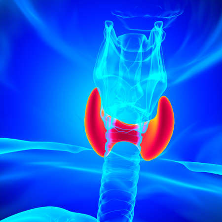 Thyroid Gland Anatomy For Medical Concept 3D Illustrationの写真素材