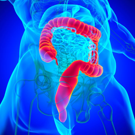Large Intestine 3D Illustration Human Digestive System Anatomy For Medical Concept