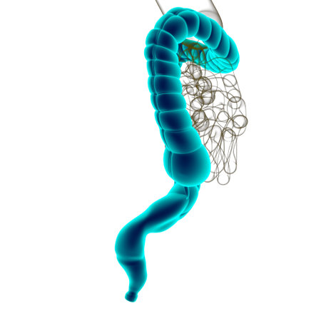 Large Intestine 3D Illustration Human Digestive System Anatomy For Medical Concept