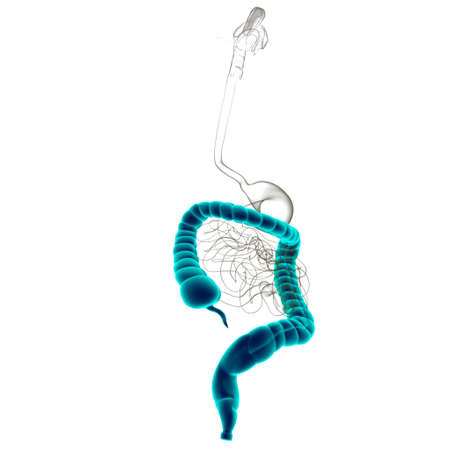 Large Intestine 3D Illustration Human Digestive System Anatomy For Medical Conceptの写真素材