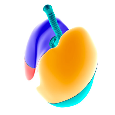Human Lungs Lobes Anatomy 3D Illustration For Medical Conceptの写真素材