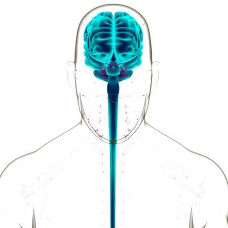 Human Brain Anatomy For Medical Concept 3D Illustration