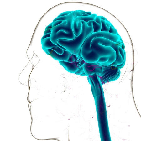 Human Brain Anatomy For Medical Concept 3D Illustration