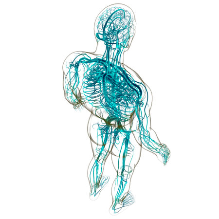 Human Heart With Circulatory System Anatomy For Medical Concept 3D Illustrationの写真素材