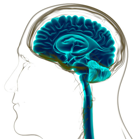 Human Brain Anatomy For Medical Concept 3D Illustration
