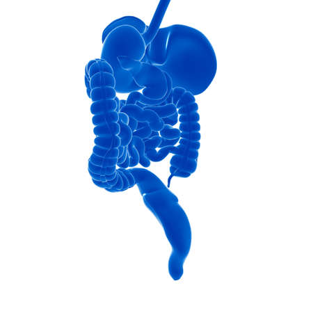 Human Digestive System Anatomy For Medical Concept 3D Illustrationの写真素材