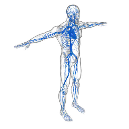 Human Heart With Circulatory System Anatomy For Medical Concept 3D Illustration