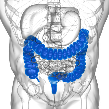 Large Intestine 3D Illustration Human Digestive System Anatomy For Medical Concept