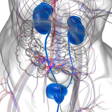 Human Urinary System Kidneys with Bladder Anatomy For Medical Concept 3D Illustrationの写真素材