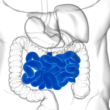 Small Intestine 3D Illustration Human Digestive System Anatomy For Medical Conceptの写真素材